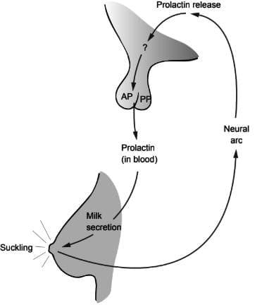Physiology of Lactation