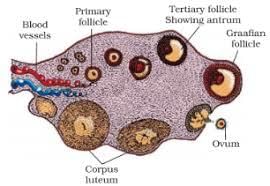 Draw a labelled diagram of a section ...