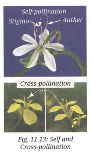 11.2.3 How does the process of pollination occur inflowers?
