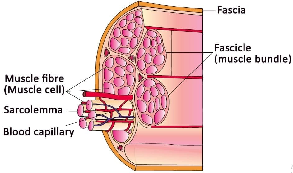 3.2 Skeletal Muscle Structure Components