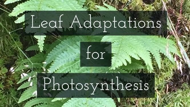 Revision Notes: Photosynthesis - Provider of Food for All | Biology Class 10 ICSE