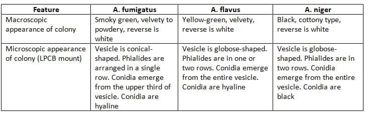Mycology Chapter Notes | Microbiology - NEET PG