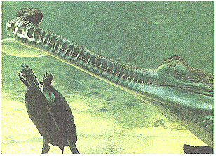 Saving the Gharial Chapter Notes | Gul Mohar Class 8: Book Solutions, Summaries & Worksheets