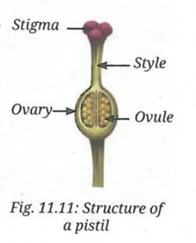 11.2.2 Sexual Reproduction in Flowering Plants