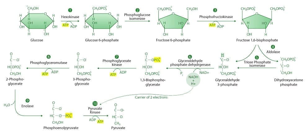 2.3 Oxidation and ATP Generation (Energy Payoff Phase)