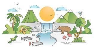 Worksheet Solutions: Web of Life - 2 | EVS for Class 3