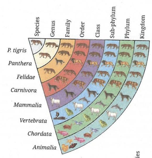 7.1 The Hierarchical Nature of Classification