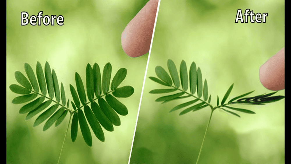 Touch me not plant