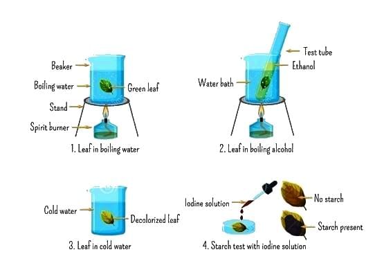 Revision Notes: Photosynthesis - Provider of Food for All | Biology Class 10 ICSE