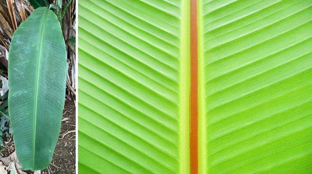 Short & Long Question Answers: Diversity in the Living World | Short & Long Answer Questions for Class 6