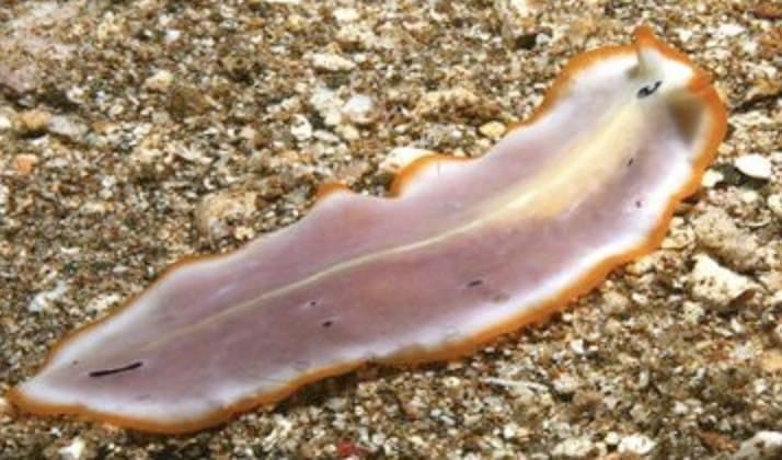 Platyhelminthes (flatworms) -Bilateral symmetry and directional movement