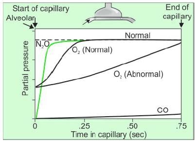 Gaseous Exchange Chapter Notes | Physiology - NEET PG