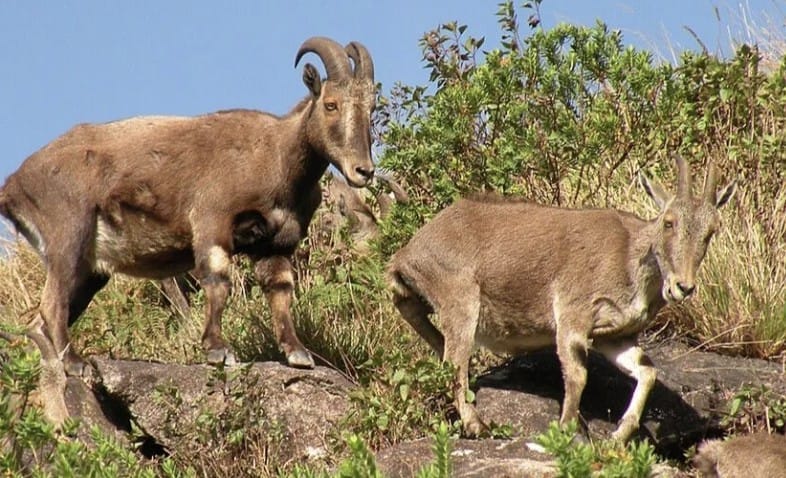 Nilgiri tahr