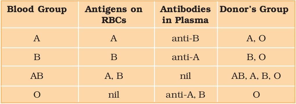Blood Groups, Lymph & Circulatory pathway | Biology Class 11 - NEET
