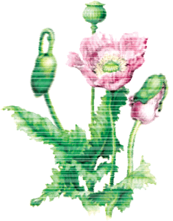 Opium Poppy