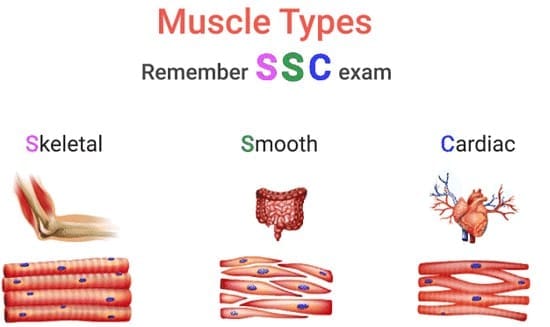 1.6 Three Types of Muscular Tissue