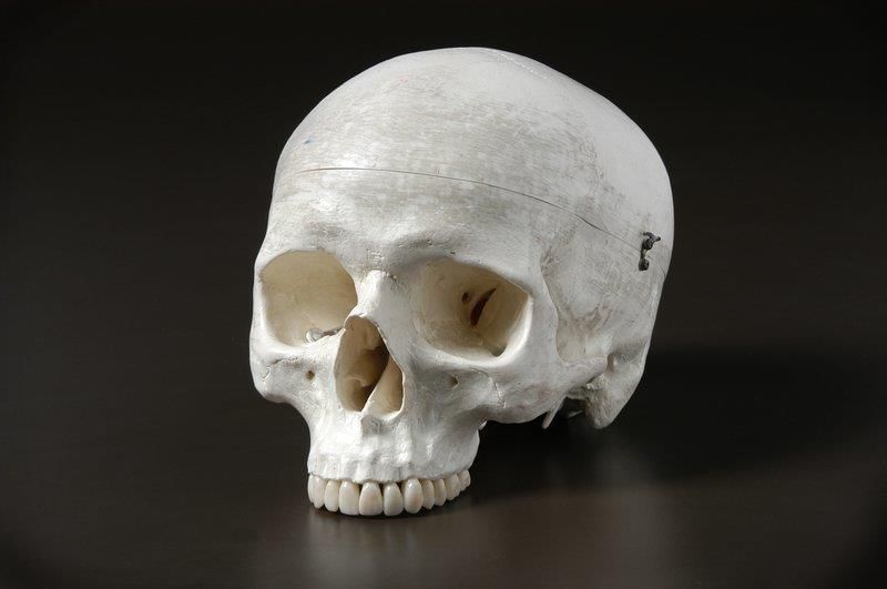 Revision Notes: Human Evolution | Biology Class 10 ICSE