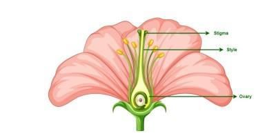Class 10 Science Chapter 7 Previous Year Questions - How do Organisms Reproduce?