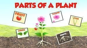 Worksheet Solutions: The Story of Food | EVS for Class 3