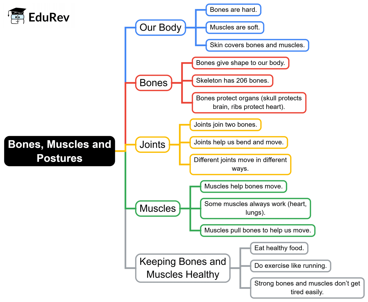 Mind Map: Bones, Muscles and Postures | Science for Class 2