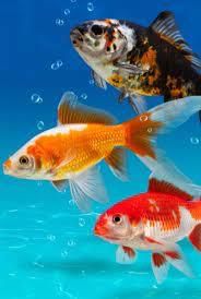 Fishes
