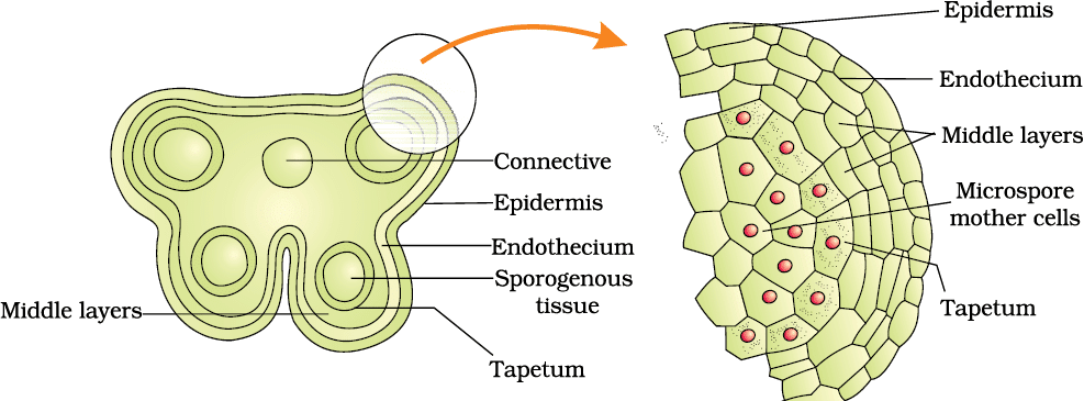 Worksheet with Solutions: Sexual Reproduction in Flowering Plants | Biology Class 12 - NEET