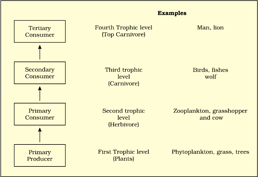 Types of chains: grazing and detritus