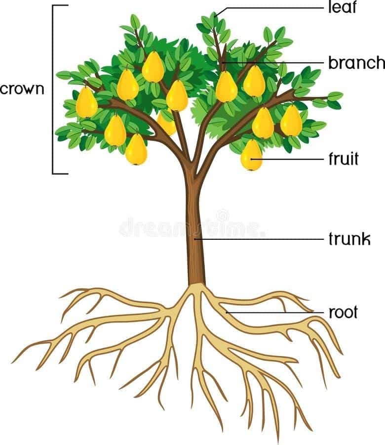 Parts Tree Stock Illustrations – 4,420 Parts Tree Stock Illustrations,  Vectors & Clipart - Dreamstime