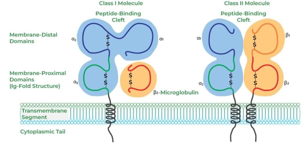 Structure of Immune System and Immune Response Chapter Notes | Microbiology - NEET PG