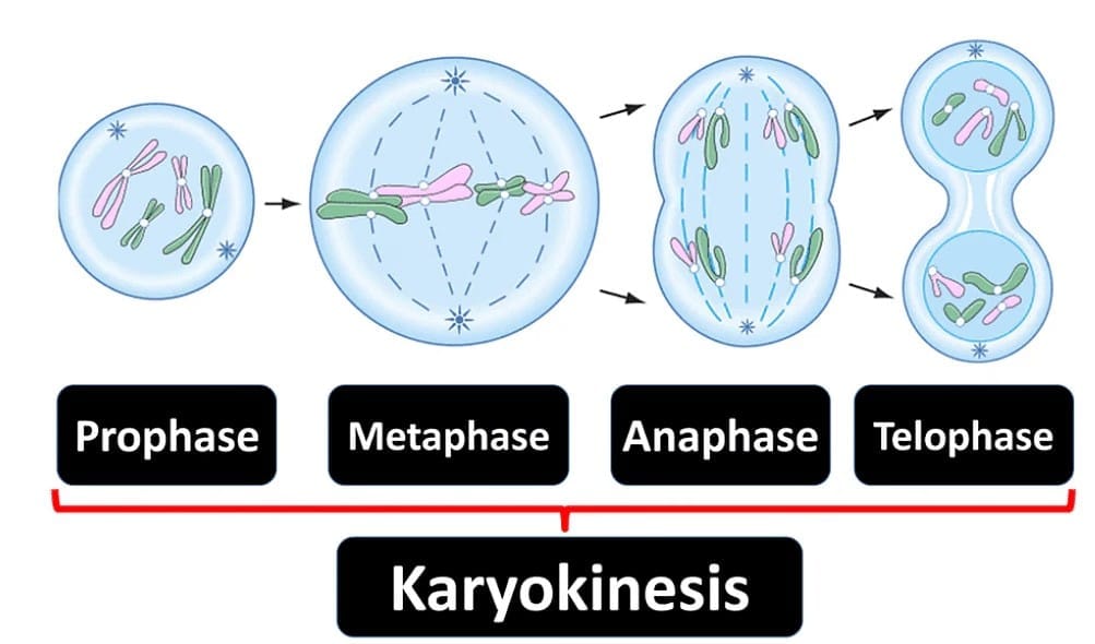 2.1 Karyokinesis