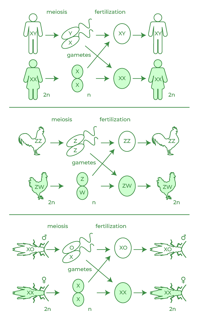 Sex Determination and Mutation | Biology Class 12 - NEET