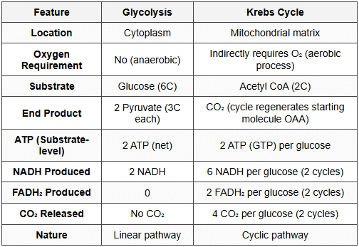9.2 Glycolysis vs Krebs Cycle