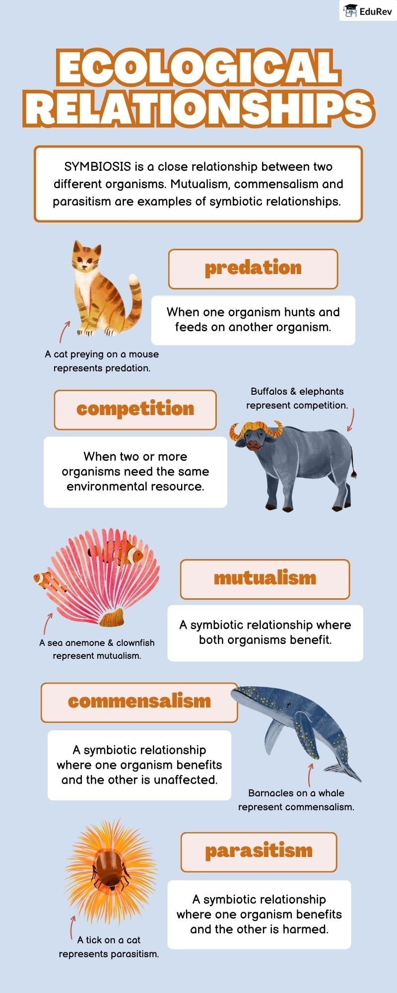 Infographics: Ecological Relationships | Biology Class 12 - NEET