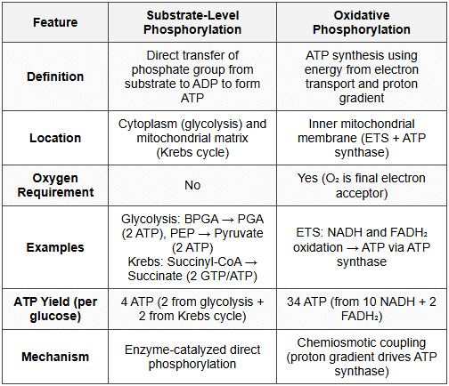 9.3 Substrate-Level vs Oxidative Phosphorylation