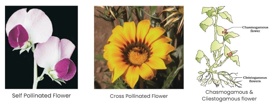 Based on Source of Pollen: