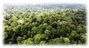 Forest and Wildlife - 1 Class 4 Worksheet SST
