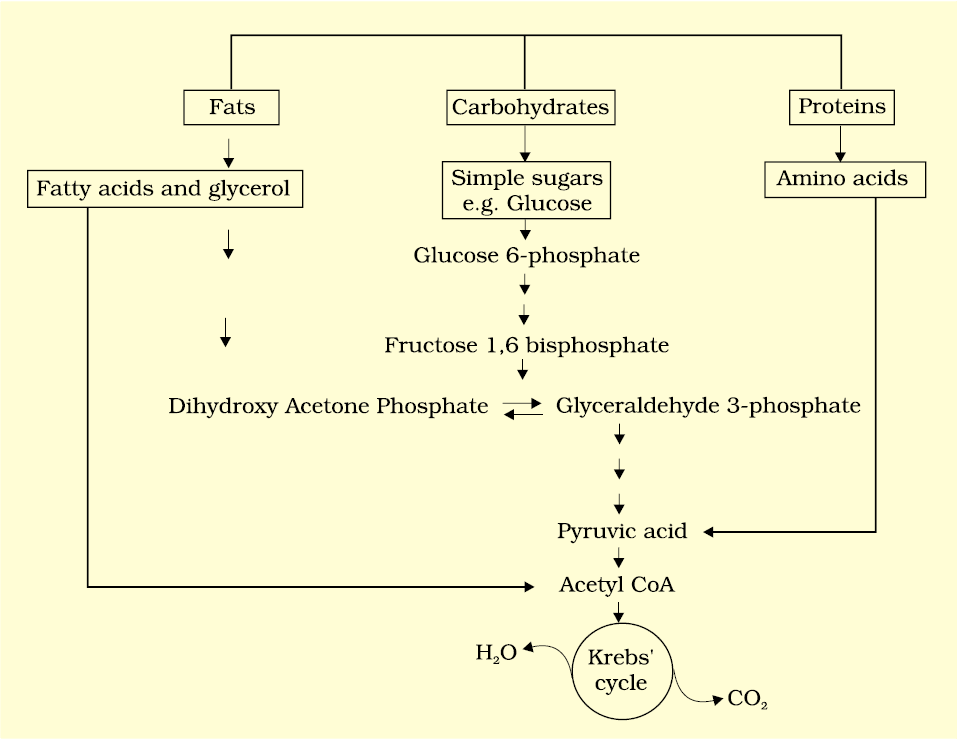 7. Amphibolic Pathway Mnemonics