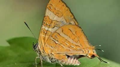 Environment and Ecology (Part 2): July 2025 UPSC Current Affairs | Environment for UPSC CSE