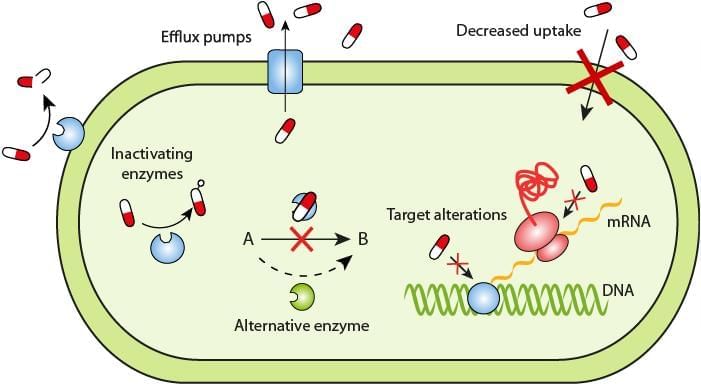 Bacterial Genetics and Antimicrobial Resistance Chapter Notes | Preparation for EmSAT Grade 10