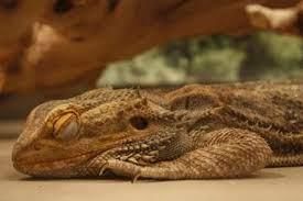 Adaptation in Animals - 2 Class 6 Worksheet Science