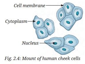 NCERT Based Activity: The Invisible Living World: Beyond Our Naked Eye | Science Curiosity Class 8 -  New NCERT