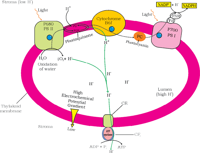 5.2.3 NADP Reduction Contribution