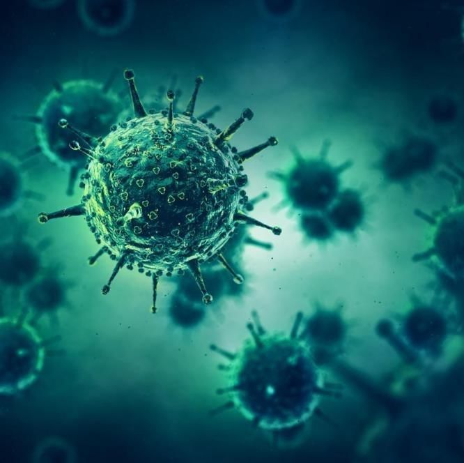 The Human Body Chapter Notes | Year 6 Science IGCSE (Cambridge)