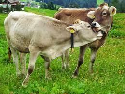 Livestock - 1 Class 4 Worksheet SST