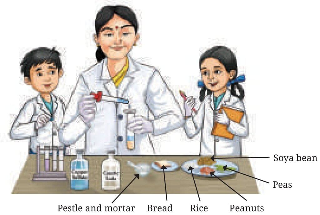 NCERT Based Activity:: उचित आहार— स्वस्थ शरीर का आधार | विज्ञान (जिज्ञासा) कक्षा 6 - Class 6