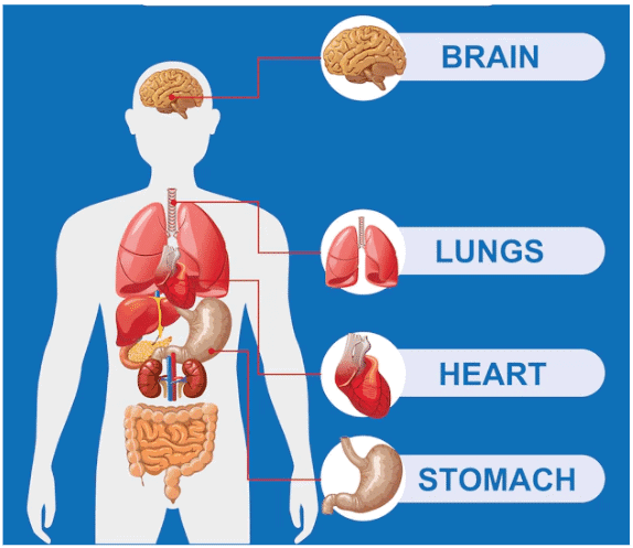 Some Internal Organs of Human Body