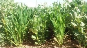Revision Notes: Agriculture in India I-Food Crops | Geography Class 10 ICSE