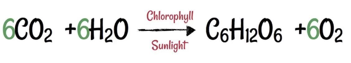 Class 10 Science Chapter 5 Previous Year Questions - Life Processes