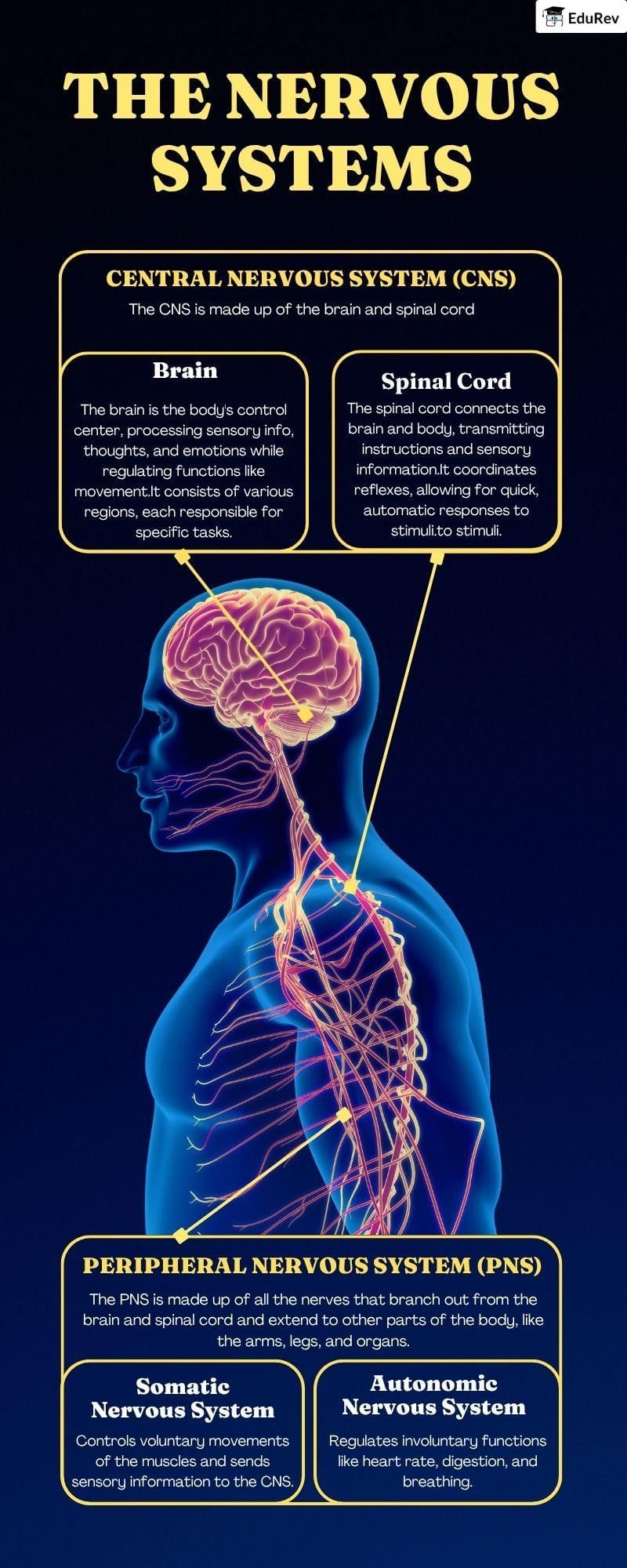 Infographics: Nervous System | Biology Class 11 - NEET