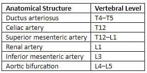 Vasculature - Arteries